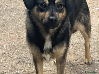 Mixed Breed dogs Meet Isacc, currently residing in Cheshire in Nantwich - Advert 18