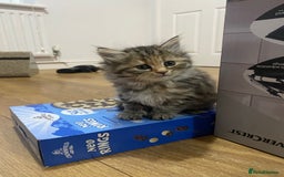 Persian cats for sale: Persian Cross Kittens  - Image 7