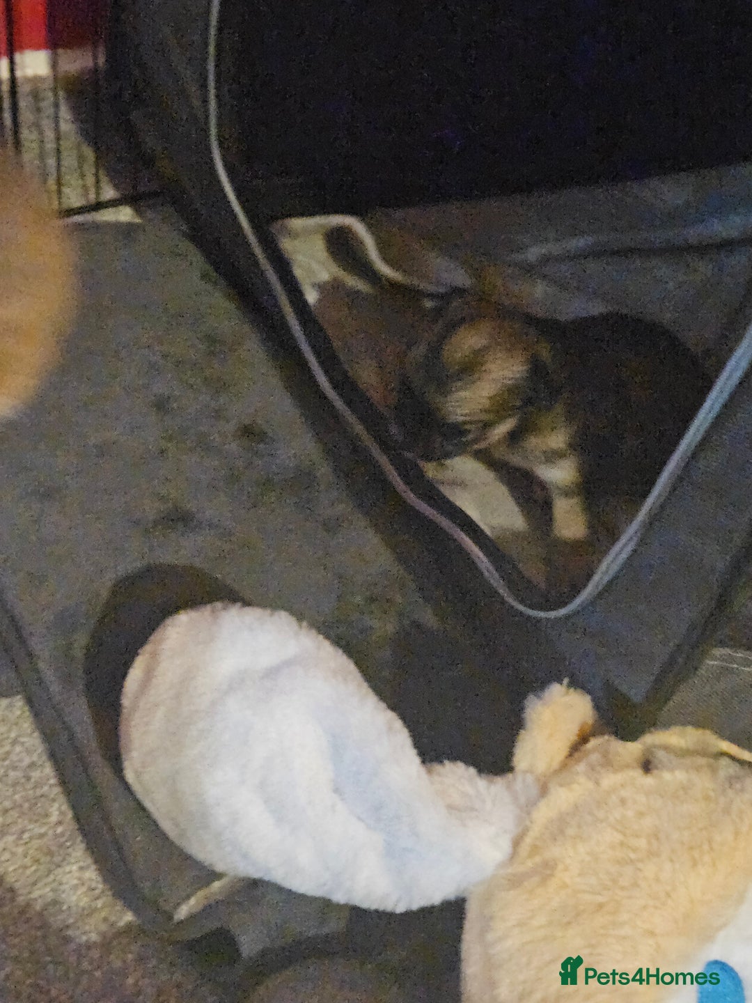 Chihuahua dogs for sale: 2x 13 old week beautiful Chihuahua Pups for sale  - Advert 25