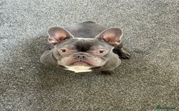 French Bulldog dogs for sale: French bulldog  - Image 7