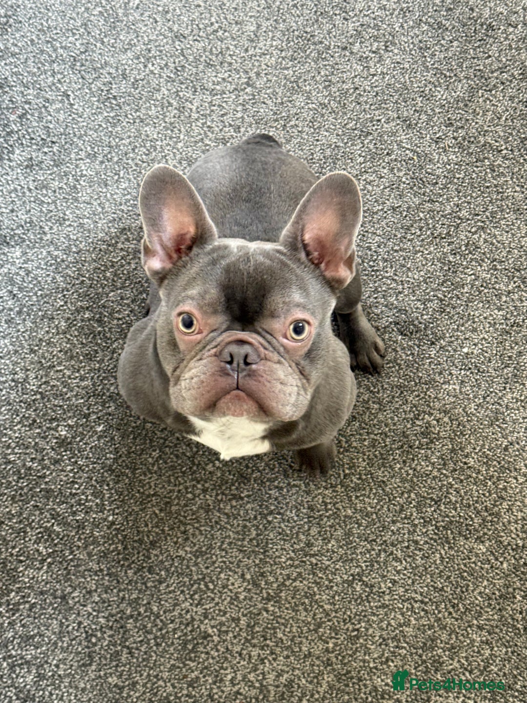 French Bulldog dogs for sale: French bulldog  - Image 7