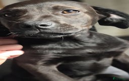 Mixed Breed dogs for sale: Mastiff x rottweiler  - Image 12
