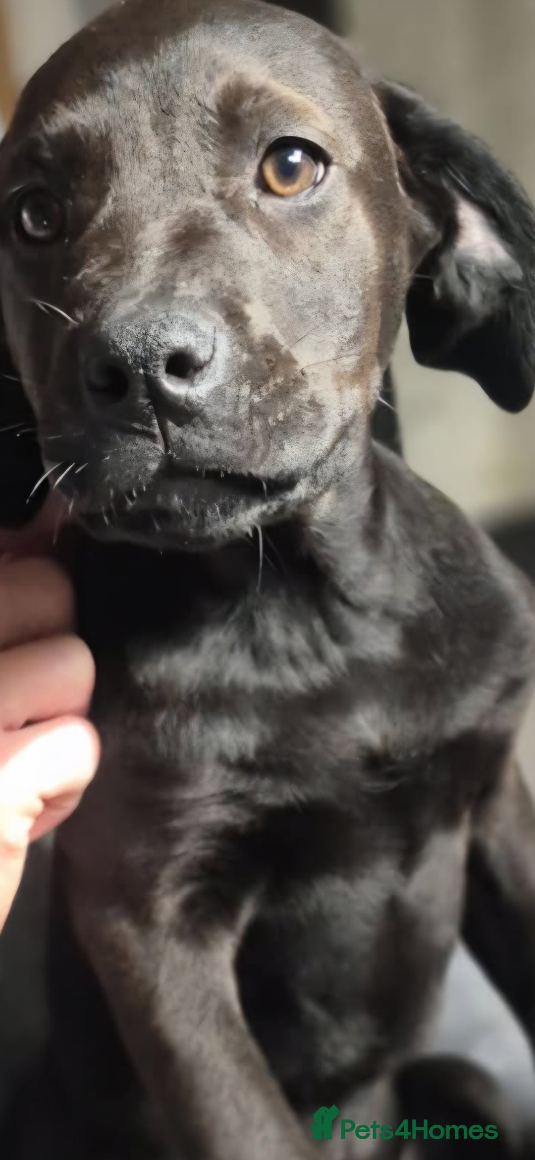 Mixed Breed dogs for sale: Mastiff x rottweiler  - Image 12