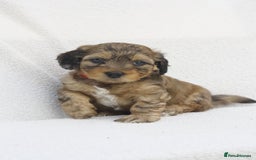 Mixed Breed dogs for sale: Havatoodle Pups - Image 11