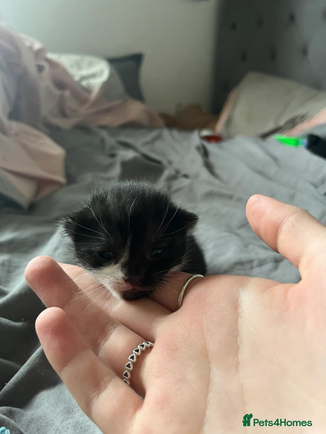 Mixed Breed cats for sale: 3 beautiful kittens all female  - Advert 8