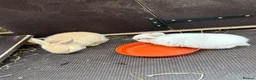 English Lop rabbits for sale: Beautiful bunnies looking for a forever home in Nuneaton - Advert 4