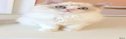 Ragdoll cats for sale: INDOOR GCCF REGISTERED RAGDOLL KITTENS - Advert 30