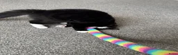 British Longhair cats for sale: Beautiful Felix for rehome - Advert 8