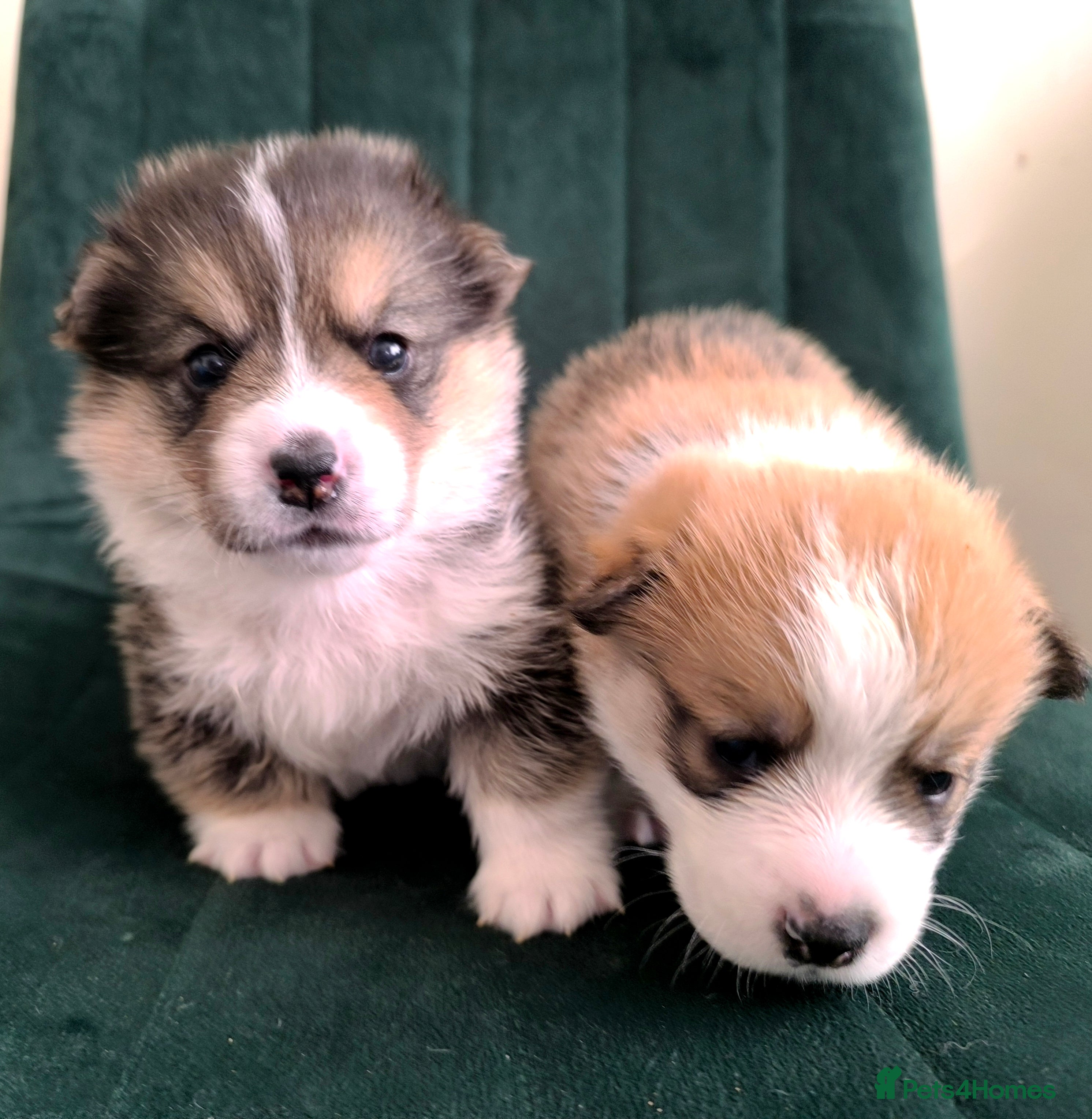 Welsh Corgi Pembroke dogs Stunning Corgi boys - Advert 1