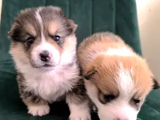 Welsh Corgi Pembroke dogs Stunning Corgi boys - Advert 1