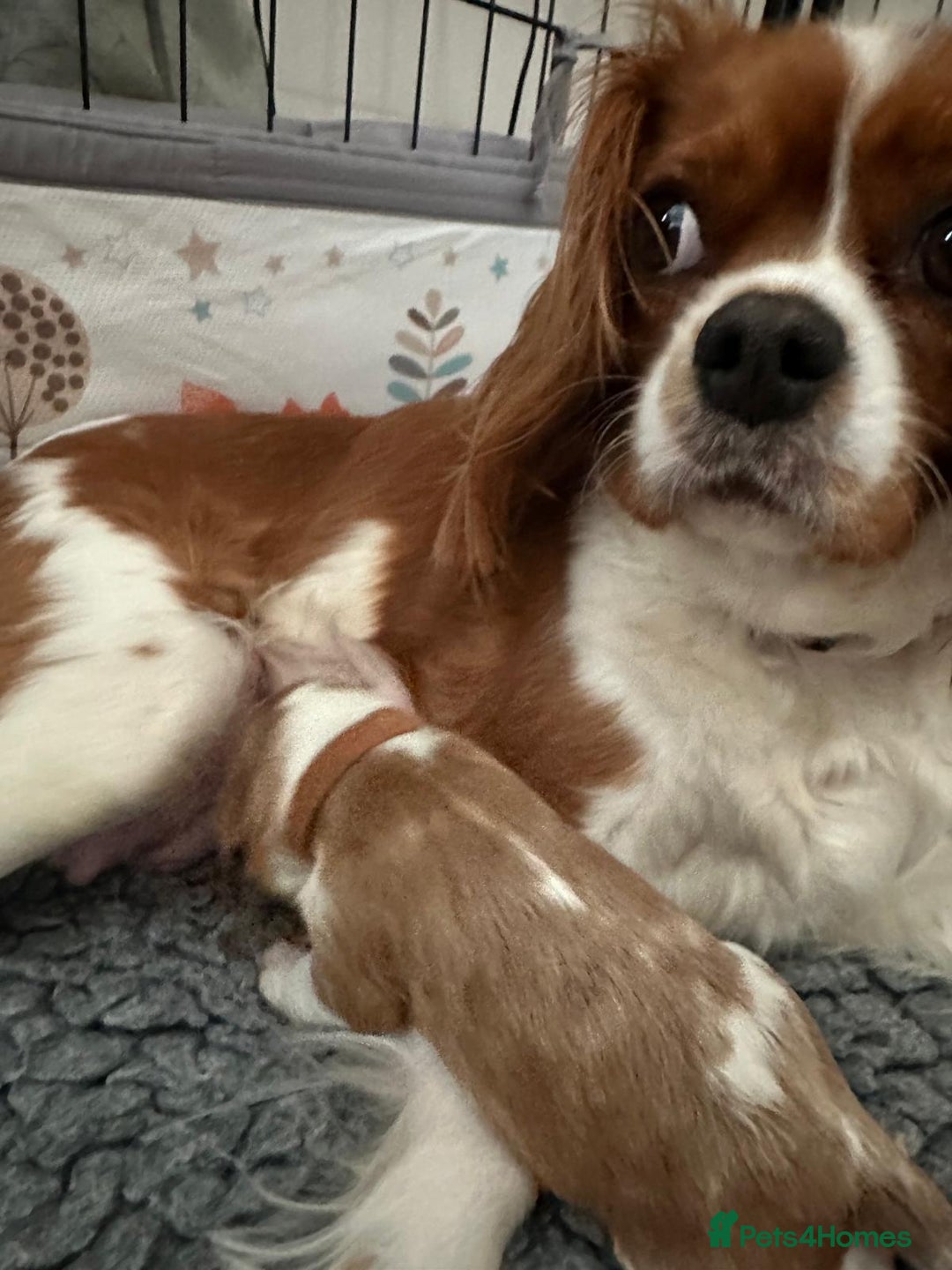 Cavalier King Charles Spaniel dogs for sale: Fully Health Tested Male CKCS Puppies - Image 37