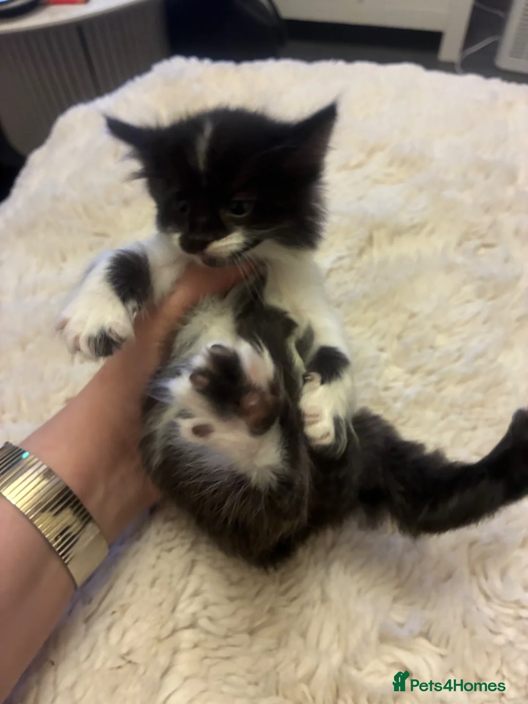 Turkish Angora cats for sale: Turkish angora kitten  - Advert 2