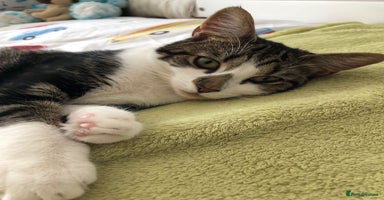 British Shorthair cats in Bromley - Advert 14