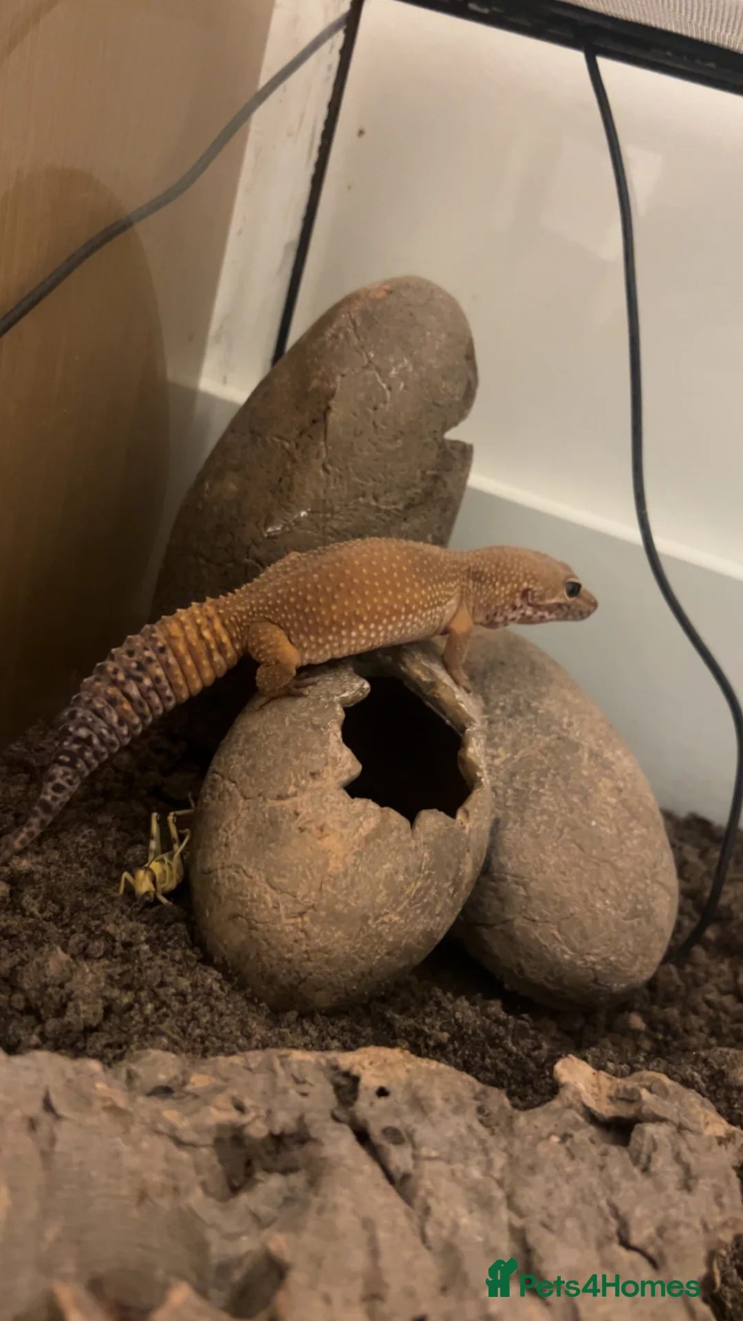 Mixed Breed reptiles for sale: Multiple reptiles for rehome  - Advert 8