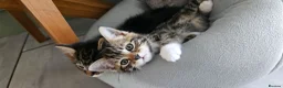 Mixed Breed cats for sale: Kittens looking for Loving Homes - Advert 3