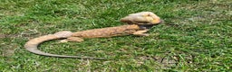 Bearded Dragon reptiles for sale: 2 gorgeous beardies looking for new forever home.  - Advert 7