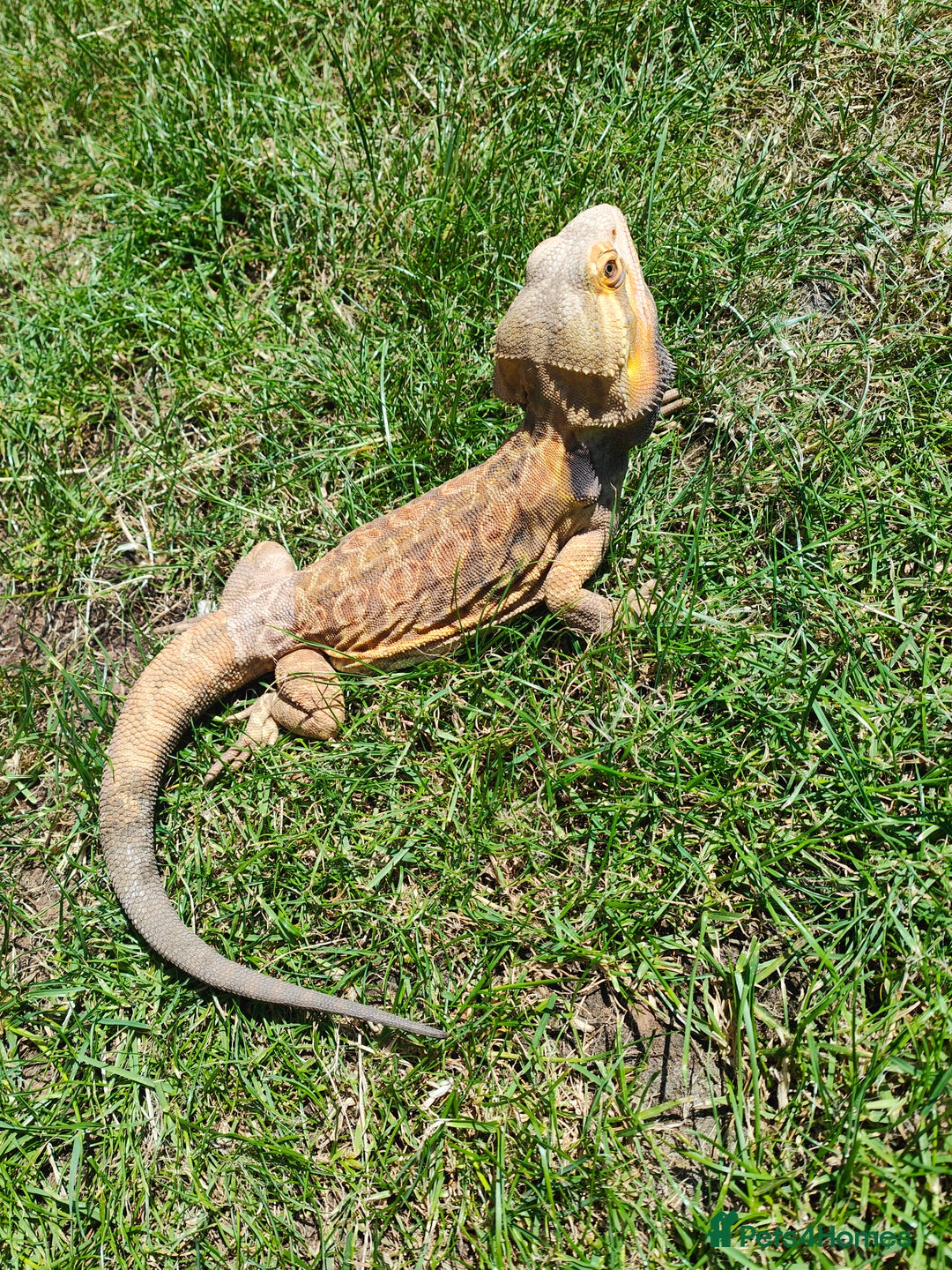 Bearded Dragon reptiles for sale: 2 gorgeous beardies looking for new forever home.  - Advert 7