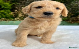 Labradoodle dogs for sale: F1 labradoodle  - Image 16