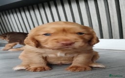 Cocker Spaniel dogs for sale: 3Beautiful show type cocker spaniels 💕♥️ 💙💕 - Image 9