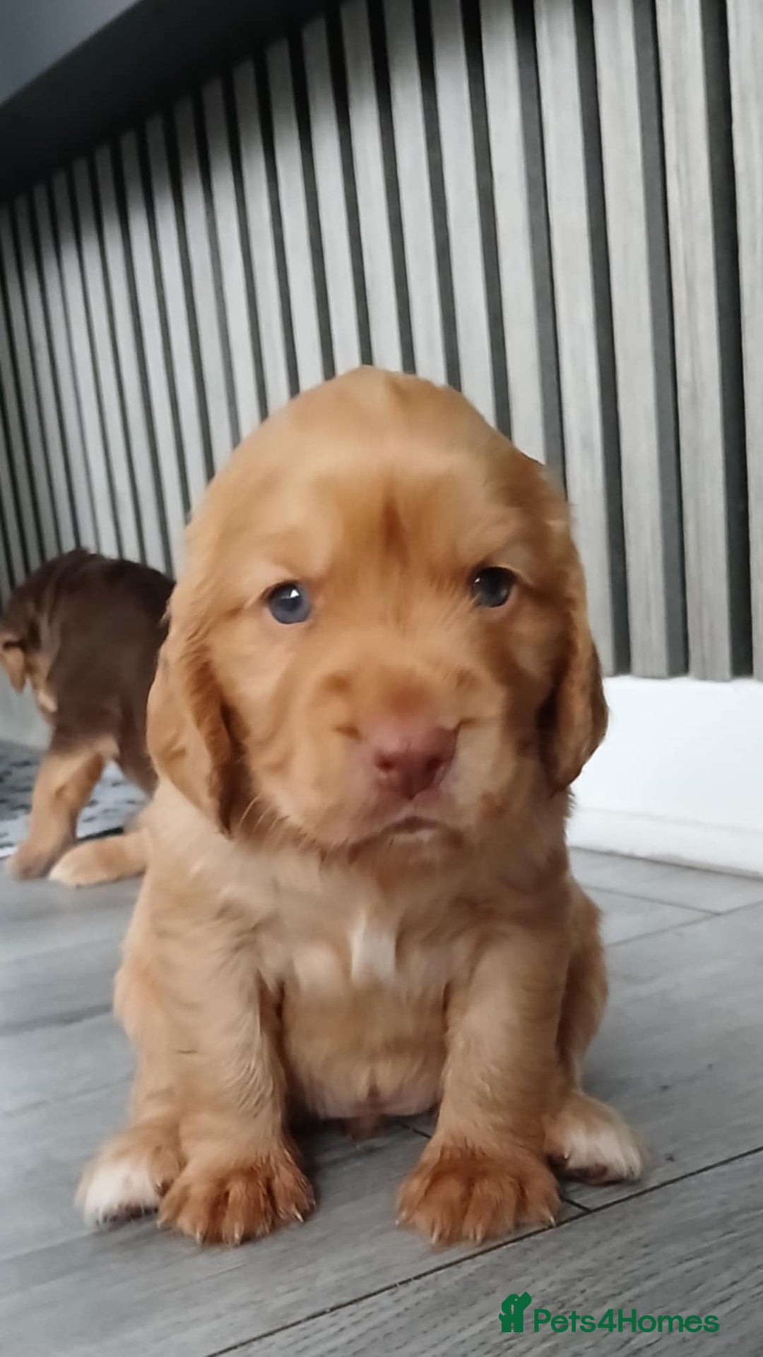 Cocker Spaniel dogs for sale: 3Beautiful show type cocker spaniels 💕♥️ 💙💕 - Image 9
