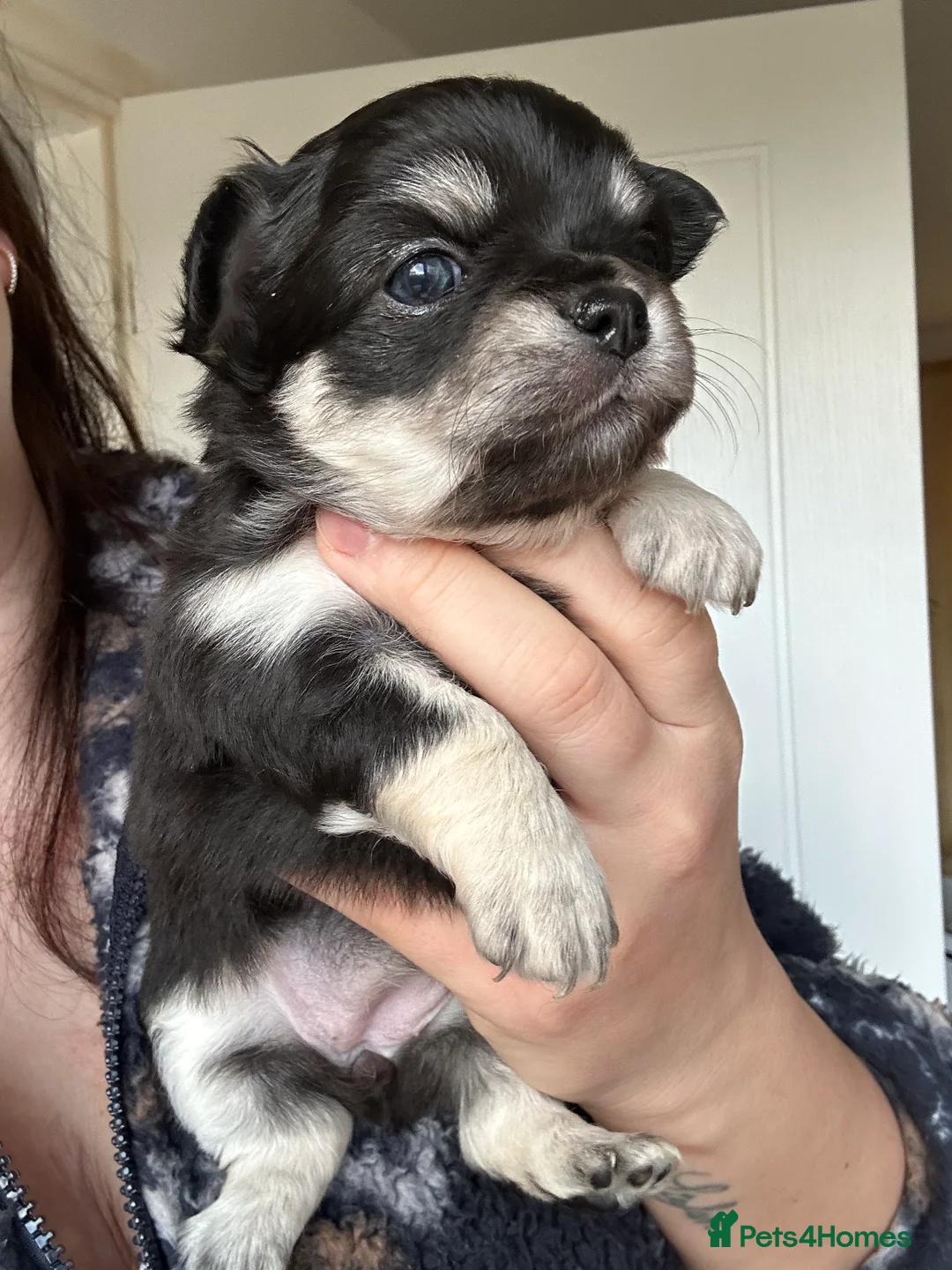 Chihuahua dogs for sale: 🥰Gorgeous Long-Coat chihuahua puppies  - Advert 9
