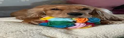 Cocker Spaniel dogs for sale: Cocker Spaniel Puppies - Advert 4
