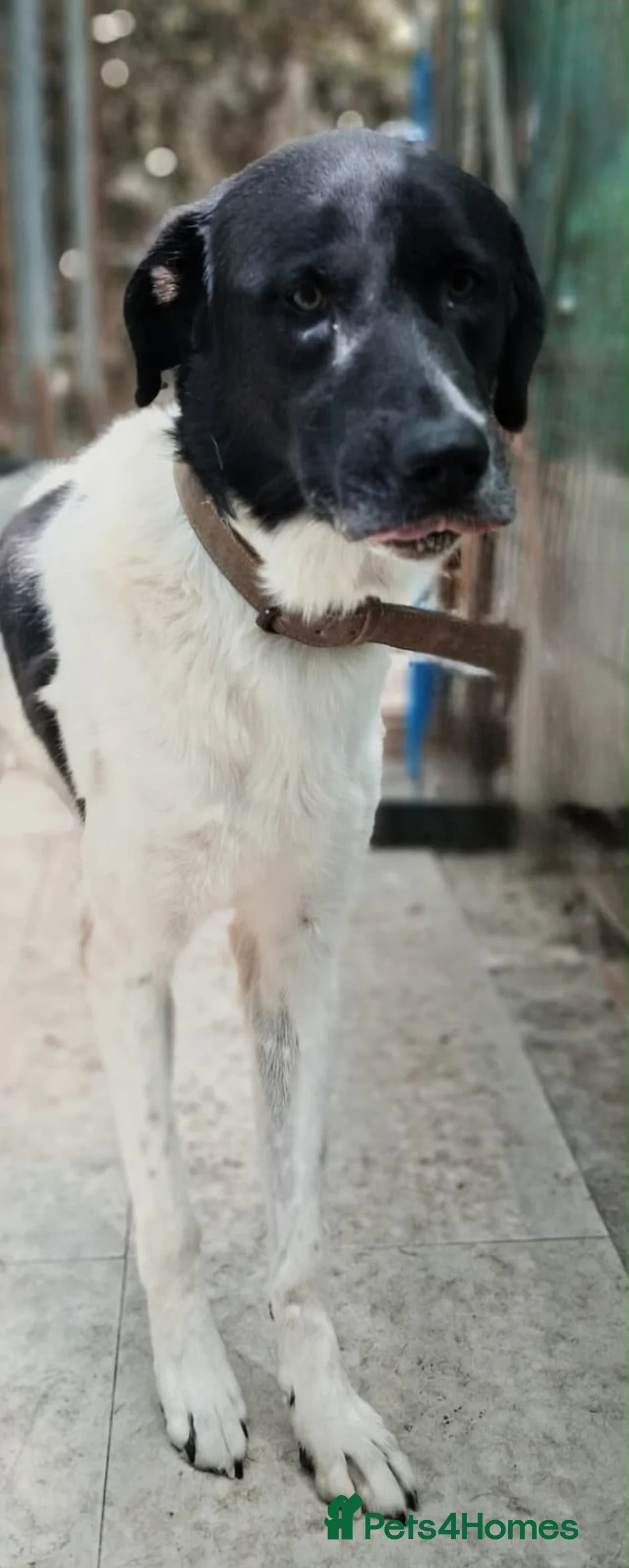 Mixed Breed dogs for adoption: 💔 Meet Thaison: waiting for a Second Chance 💔 - Advert 2