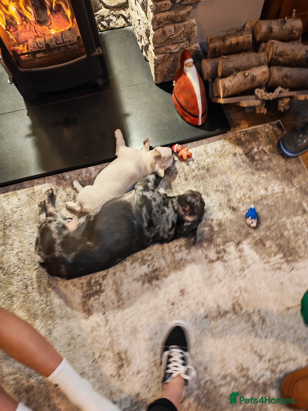 French Bulldog dogs for sale: 13 week old KC registered French bulldog - Advert 4