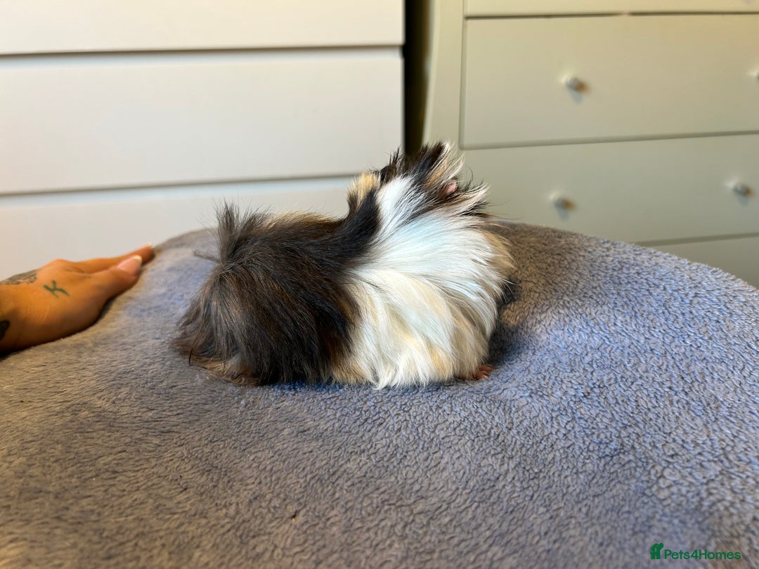 Guinea Pig rodents for sale: A pair left of male Peruvians REDUCED  - Advert 15