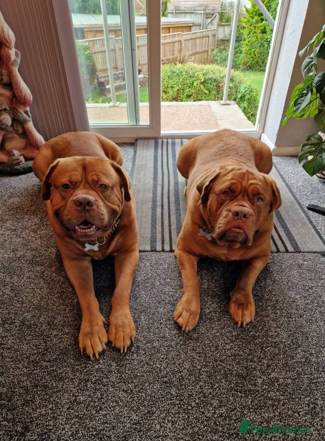 Dogue De Bordeaux dogs for sale: 4 week Douge de Bordeaus puppy  - Advert 2