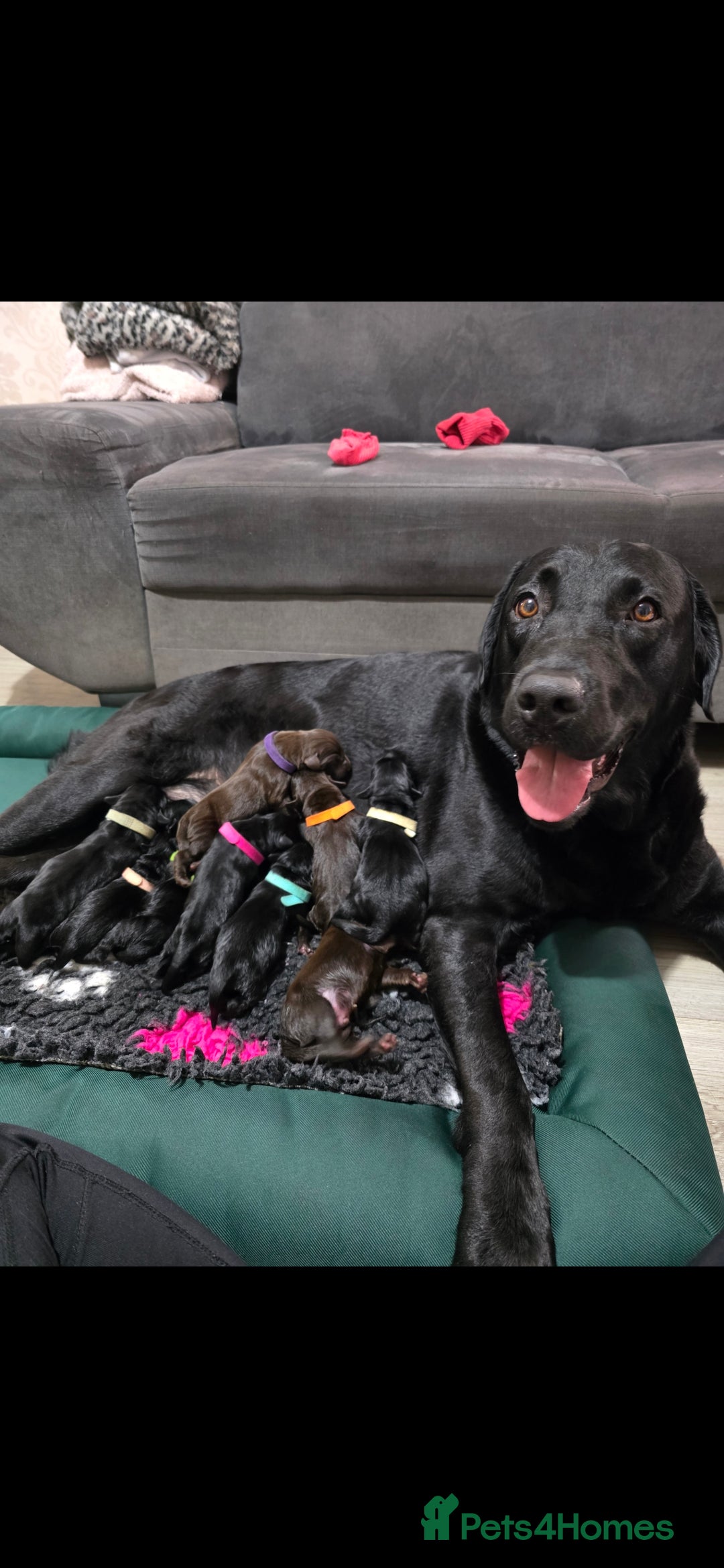 Labrador Retriever dogs for sale: 💫Stunning chocolate and black labrador pups 💫 - Image 14
