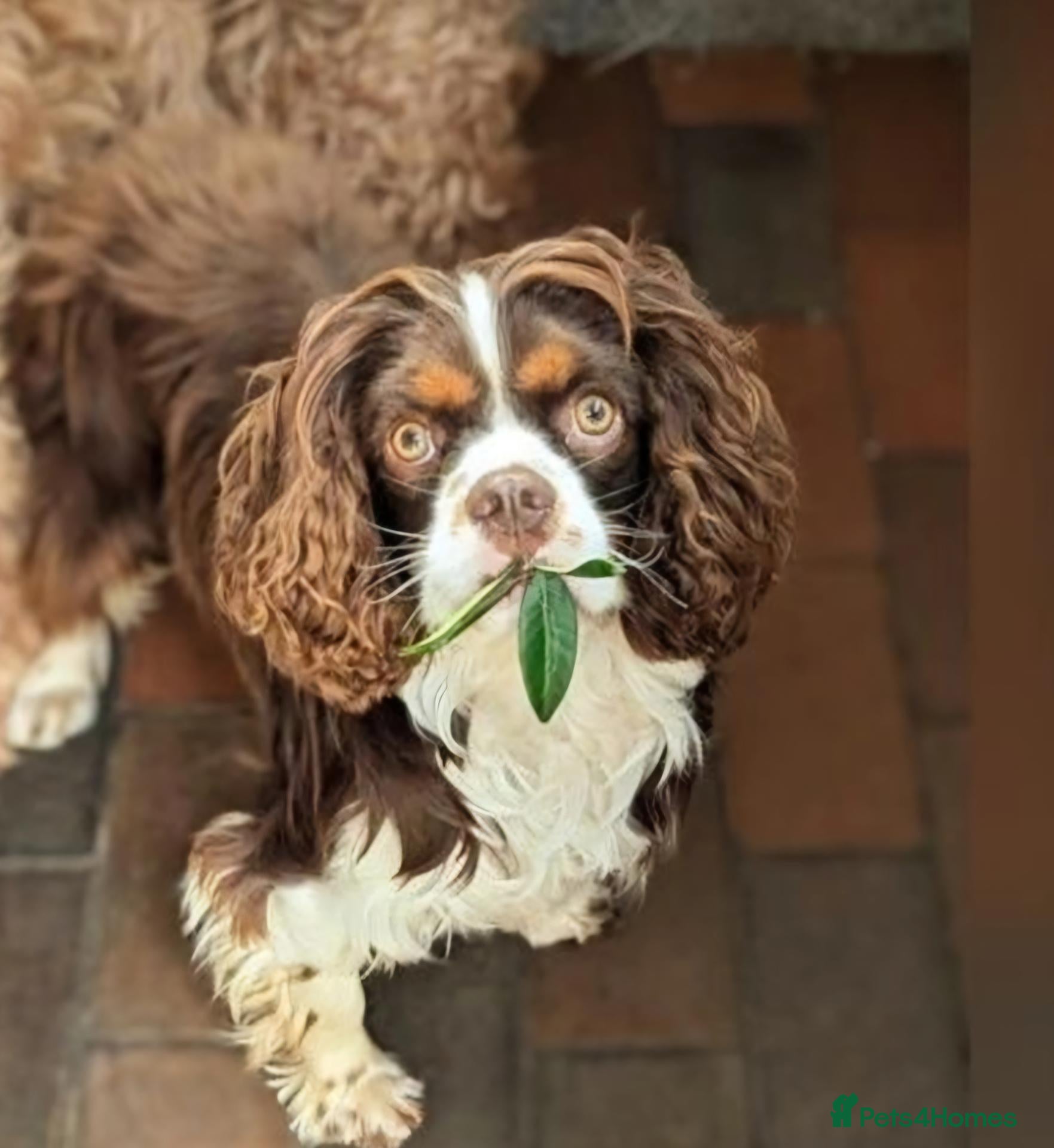 Cockalier dogs Health tested parents 5⭐️ breeder - Advert 2
