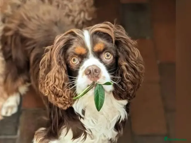 Cockalier dogs for sale: Health tested parents 5⭐️ breeder - Advert 2