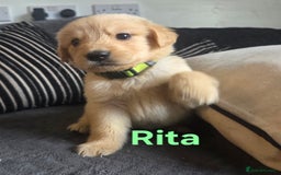 Goldador dogs for sale: Kitanas puppies  - Image 6