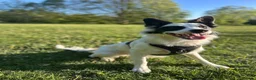 Border Collie dogs for sale: Chase in Barnsley - Advert 10