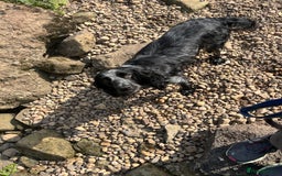 Cocker Spaniel dogs for sale: Stunning KC health tested Cocker pups  - Image 14