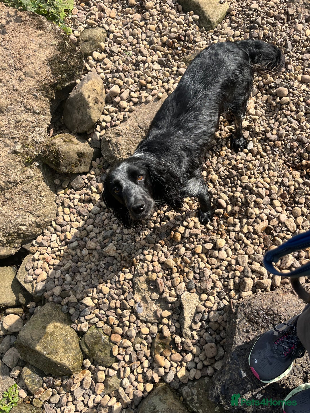 Cocker Spaniel dogs for sale: Stunning KC health tested Cocker pups  - Image 14