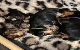 Yorkshire Terrier dogs for sale: Pedigree Healthy toy Yorkshire Terrier pups  - Image 5
