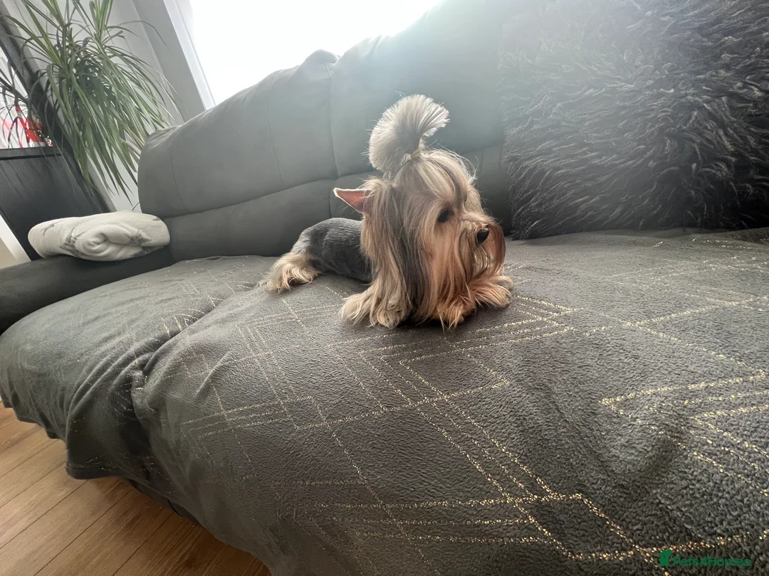 Yorkshire Terrier dogs for stud: The small stud dog 2kg in Romford - Advert 6