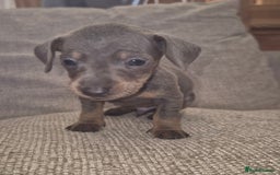 Miniature Dachshund dogs for sale: Miniature daushund puppies  - Image 9