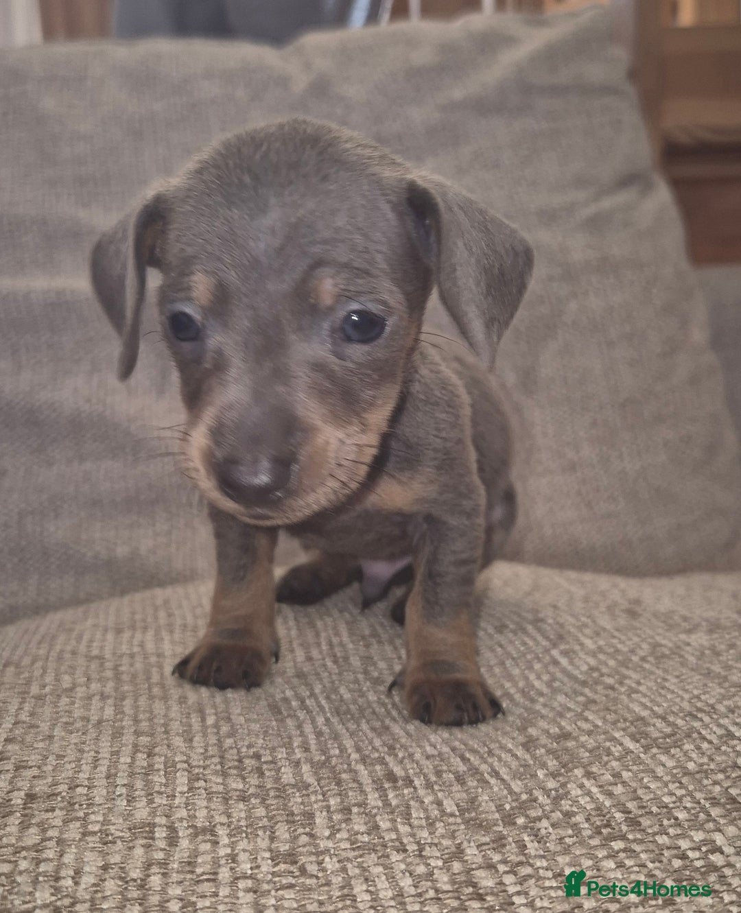 Miniature Dachshund dogs for sale: Miniature daushund puppies  - Image 9