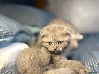 Scottish Fold cats LAST 1 Scottish fold&straight kittens - Advert 14