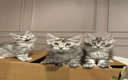 Maine Coon cats for sale: Maine coon polydactyl kittens DNA clear  - Image 17