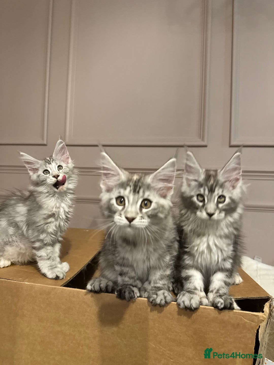 Maine Coon cats for sale: Maine coon polydactyl kittens DNA clear  - Image 17