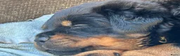 Rottweiler dogs for sale: Rottweilers KC reg full tested TOP QUALITY  - Advert 29