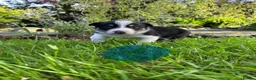 Border Collie dogs for sale: Adorable Border Collie puppies  - Advert 11