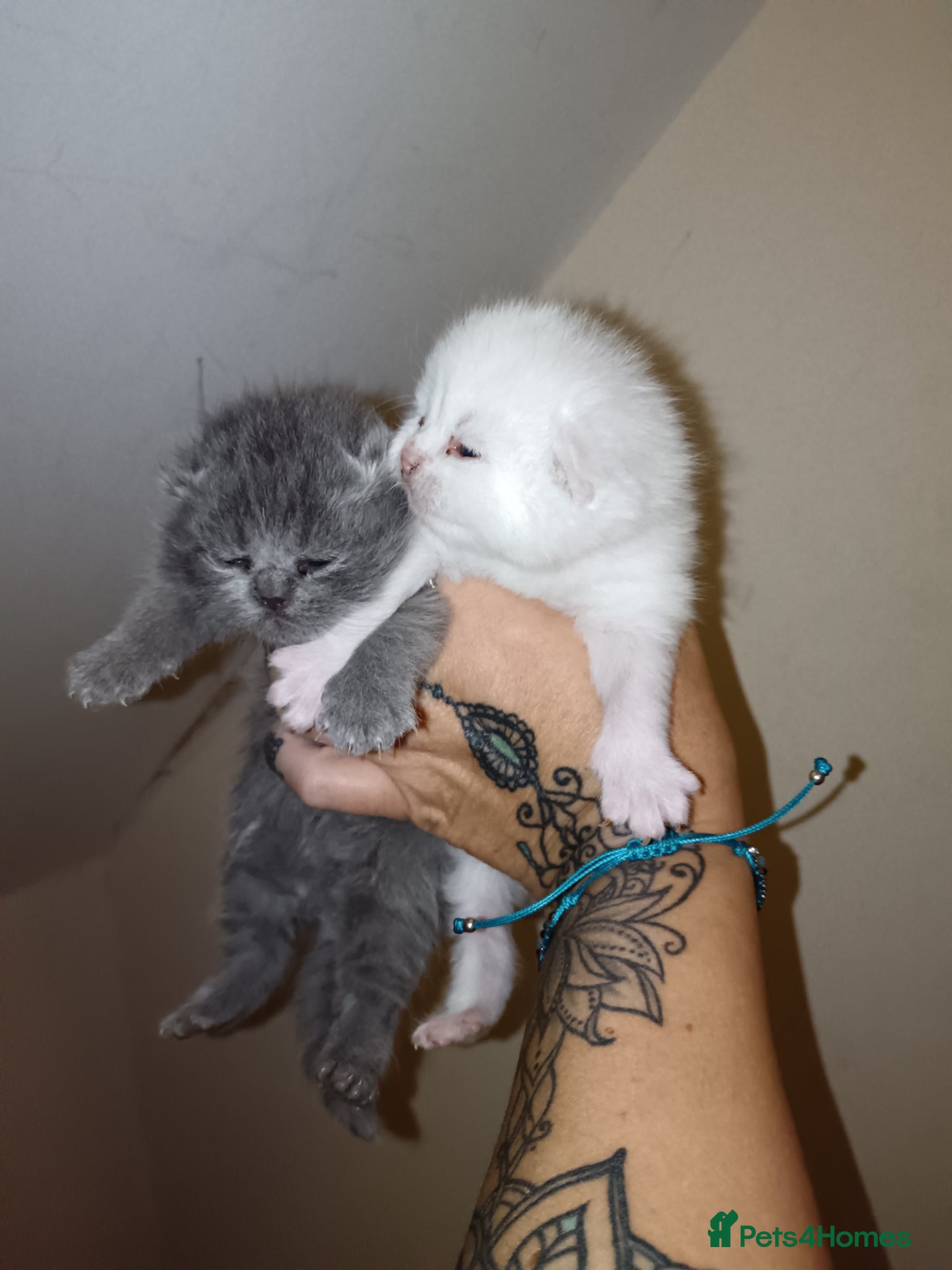 British Shorthair cats Beautiful Persian/ blue British shorthair kittens - Advert 2