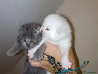 British Shorthair cats Beautiful Persian/ blue British shorthair kittens - Advert 1