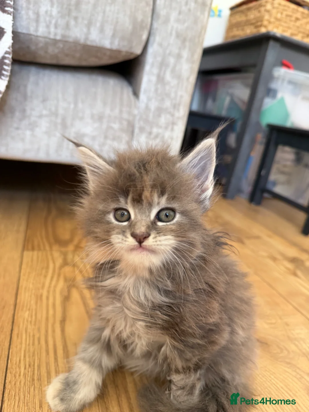 Maine Coon cats for sale: XL TICA Maine coon kittens - Advert 35