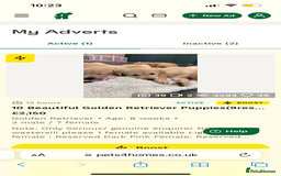 Golden Retriever dogs for sale: 6 Beautiful Golden Retrievers Puppies  - Image 18